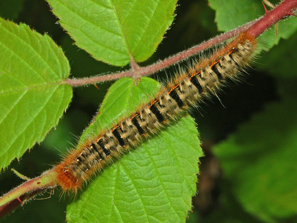 Lasiocampa quercus